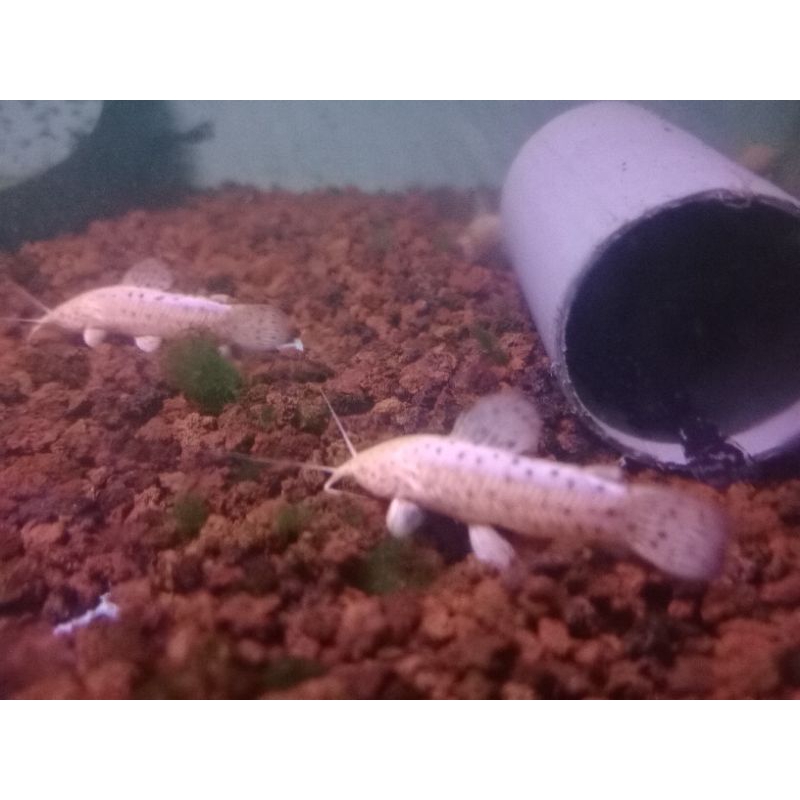 

ikan hoplo catfish albino