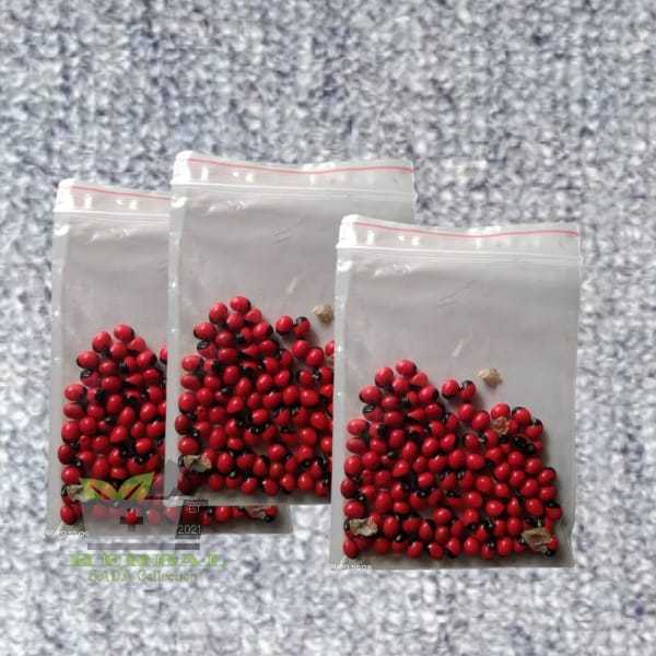 Benih Biji Saga Merah Bintik Hitam 30 Biji Saga Rambat