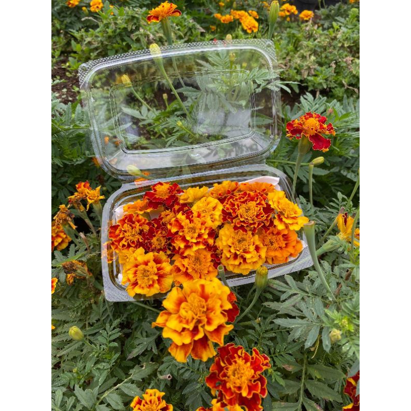 

Edible Flower Marigold