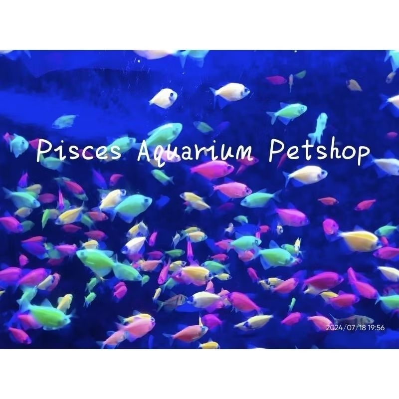 IKAN HIAS WARNA WARNI VIRAL