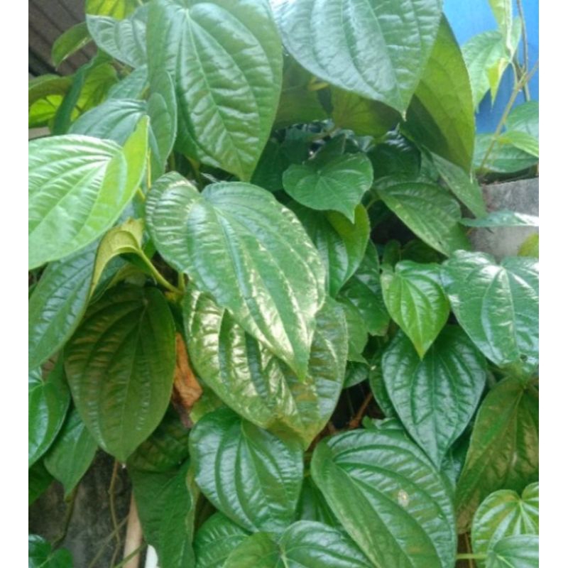 

DAUN SIRIH HIJAU 20 LEMBAR OBAT BAU BADAN DLL