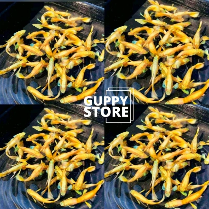 

KARDUS EXTRA AL. FULLGOLD MIN PER 5PAIR