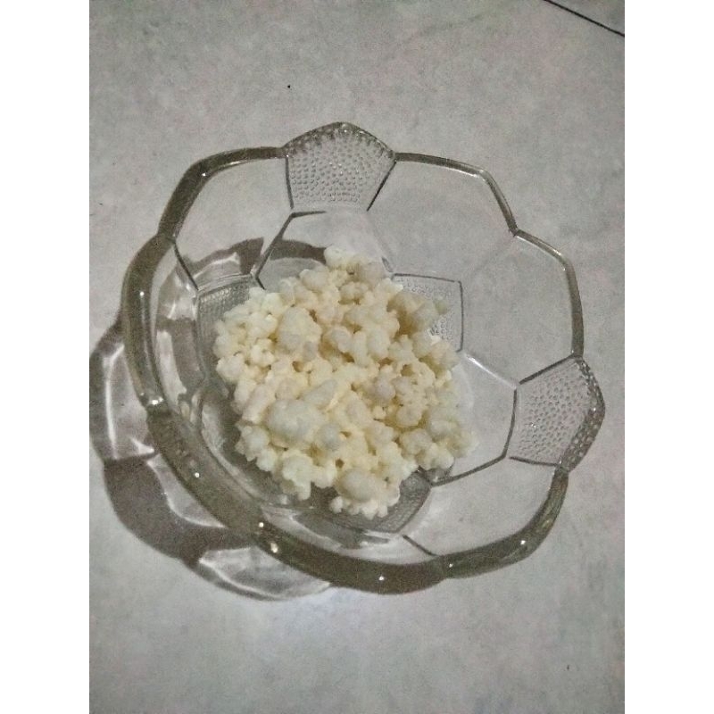 

Bibit Grain Susu / Milk Kefir