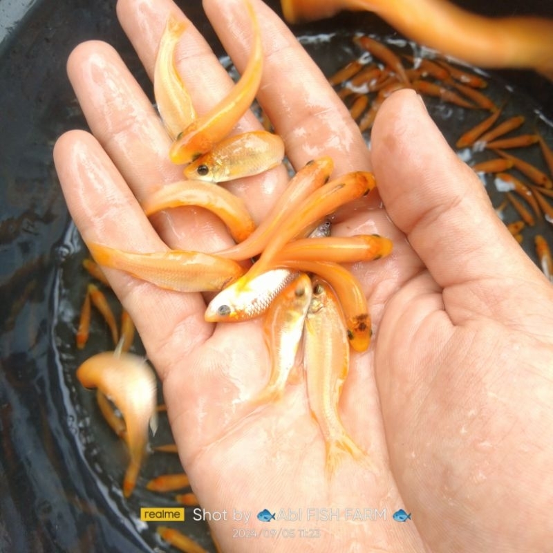 ikan terapi lemon paket 100ekoe