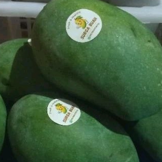 

MANGGA HARUM MANIS BISA COD DIPETIK DARI KEBUN