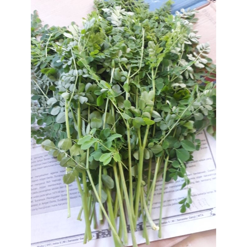 

Daun kelor segar fresh 500 gram