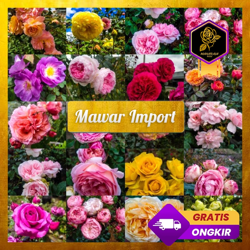 Mawar Import - Tanaman Mawar Terbaru