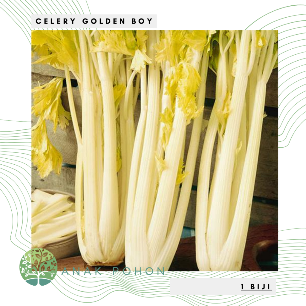 Benih Bibit Biji - Celery Golden Boy Stalk Seledri Batang Emas Heirloom Seeds - IMPORT