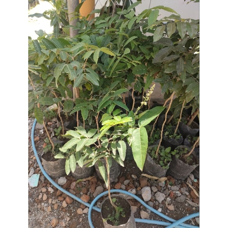 

kelengkeng mata lada