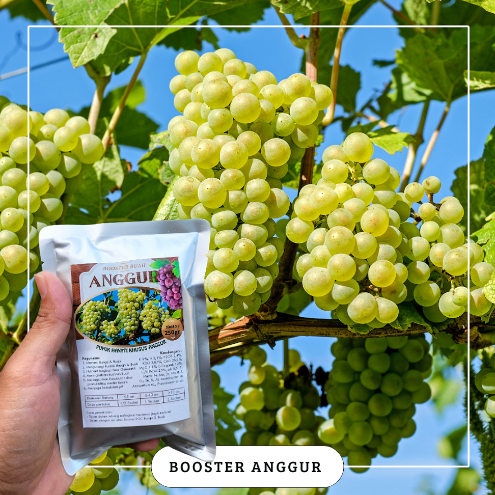 Shopritz Booster Anggur / Pupuk Booster Tanaman Anggur