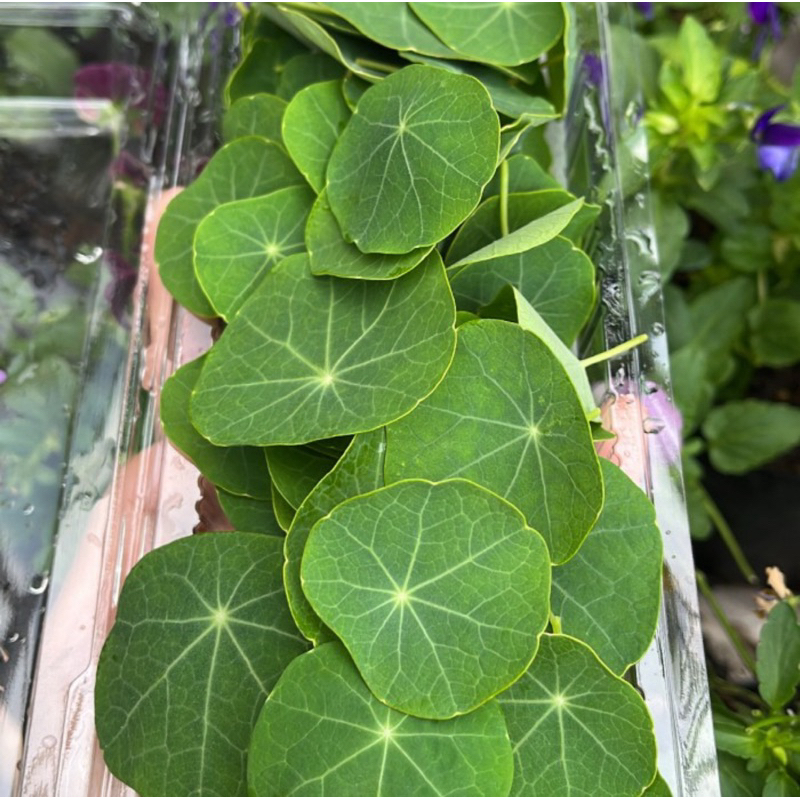 

Nasturtium Leaves | Daun Nasturtium | Edible Leaves