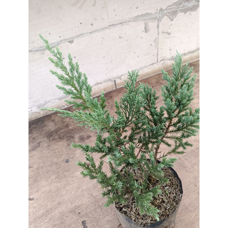 BAHAN BONSAI CEMARA BUAYA