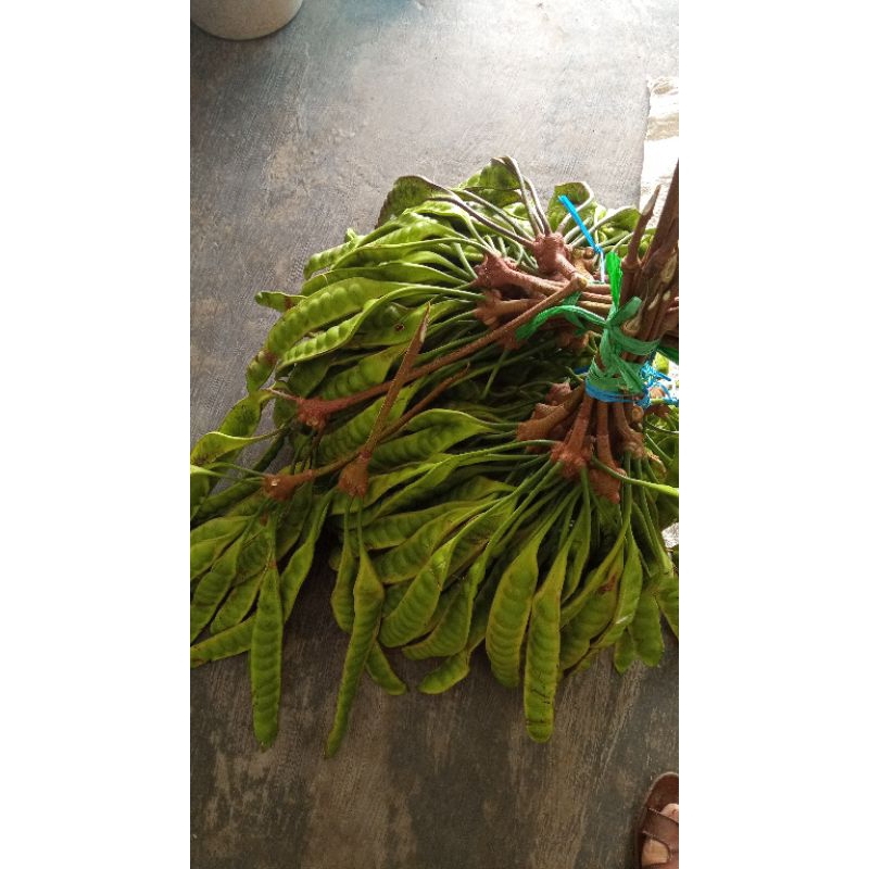 

Petai Pete 1 lonjor 2000