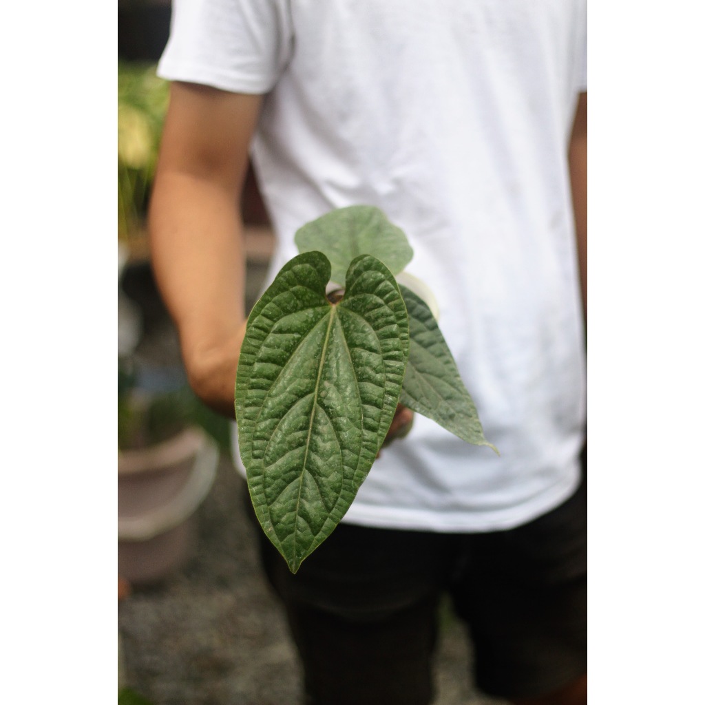 Anthurium Radicans Tanaman Hias