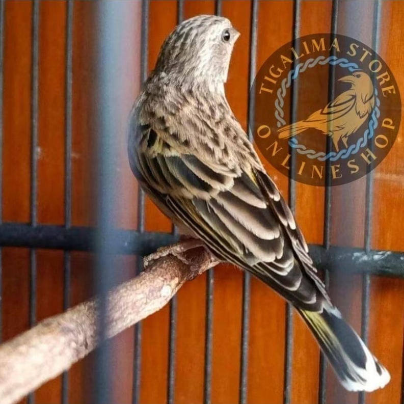 BURUNG BLACKSTROAT JANTAN