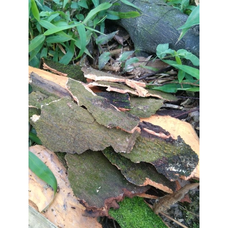 

kulit kayu manis basah segar 100 gram