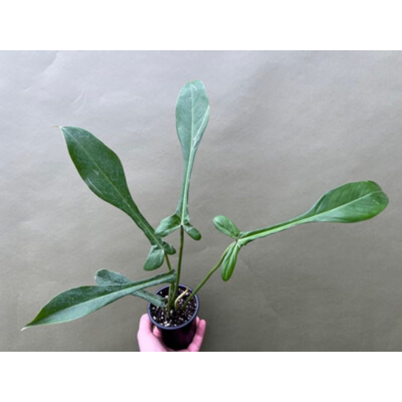 Tanaman Hias philodendron Joepii