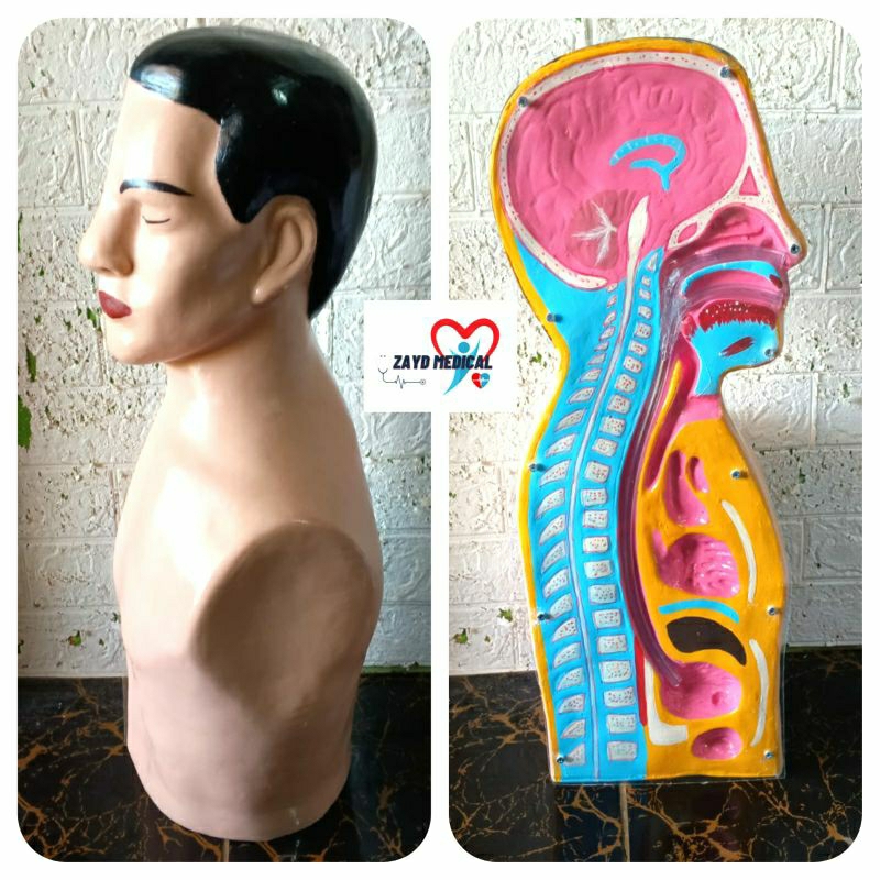 Phantom manikin Setengah Badan/ Manekin NGT Stengah Badan
