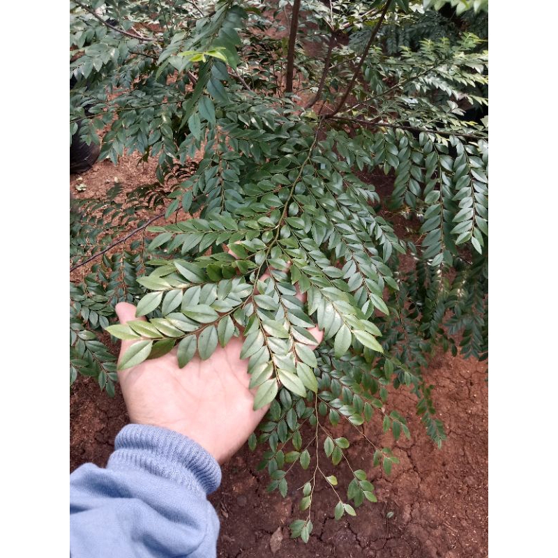 pohon hias diospyros buxifolia