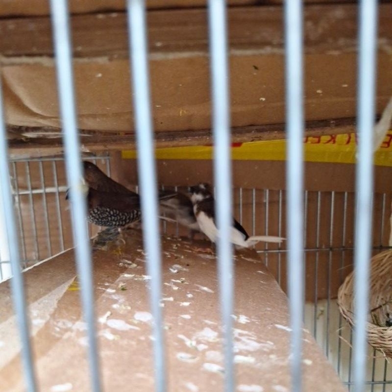 anakan burung emprit jepang panda