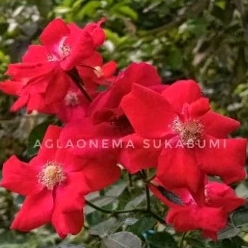 Mawar Ownroot Red Velvet ( merah kecil + wangi tipis) remaja