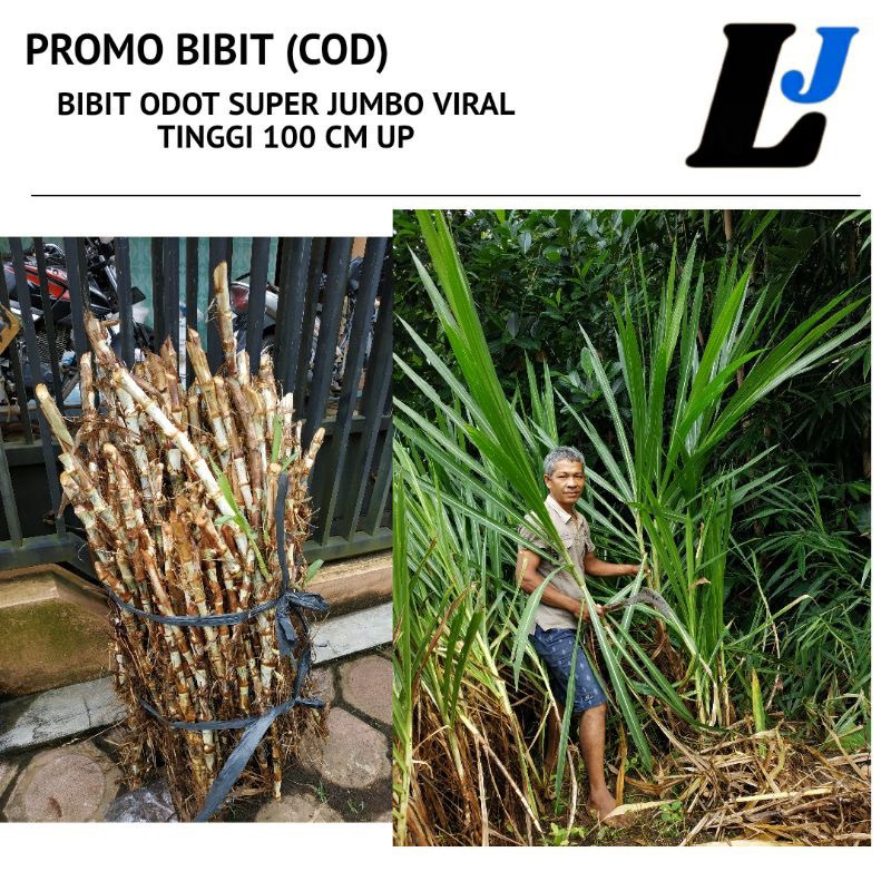 BIBIT ODOT SUPER 1KG bibit rumput odot kualitas super