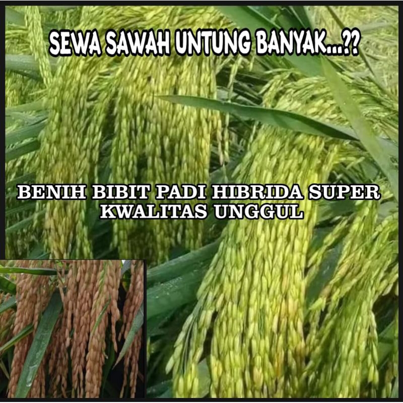 benih bibit padi hibrida super unggul padi sawah untung banyak