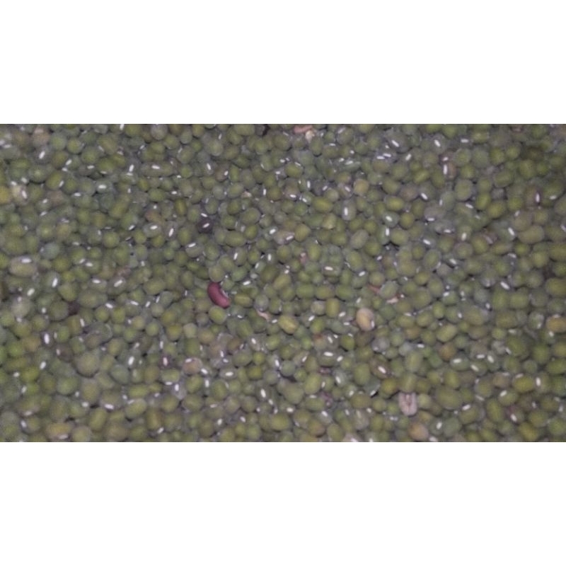 

kacang hijau produksi pribadi (non preloved)
