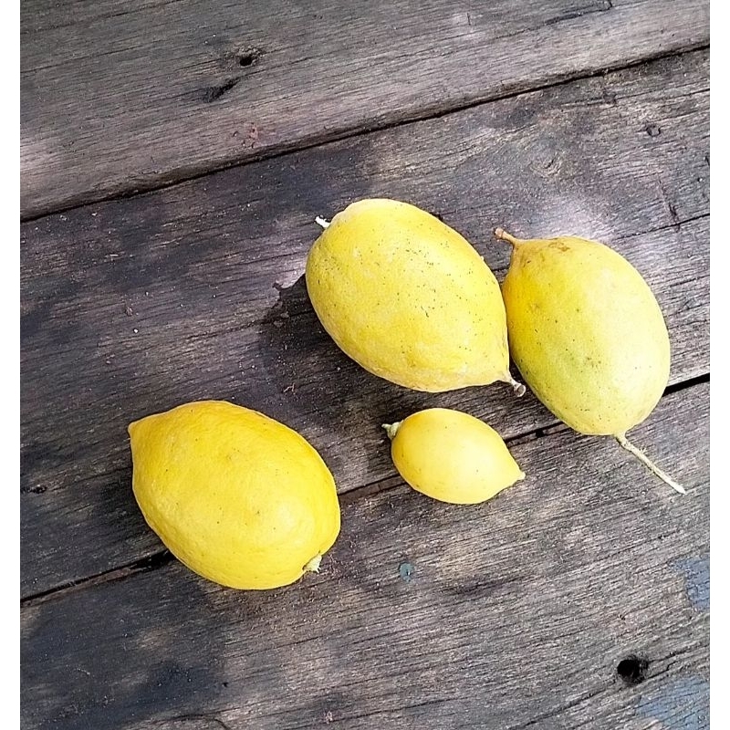 

Lemon Lokal Segar 1kg Fresh / Frozen
