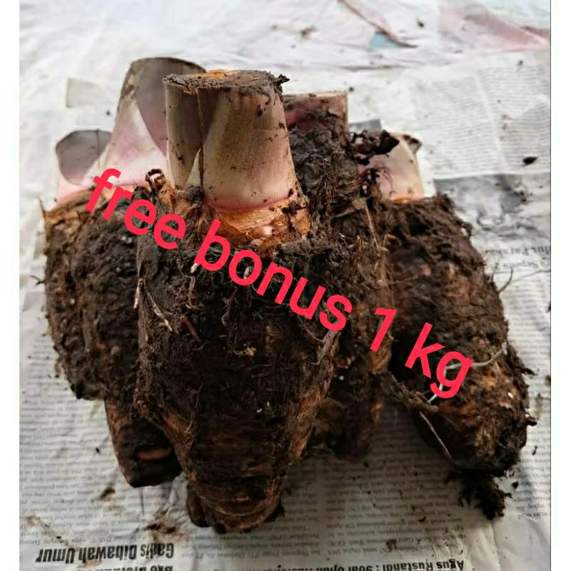 

tales Pontianak 1 kg + gratis bonus