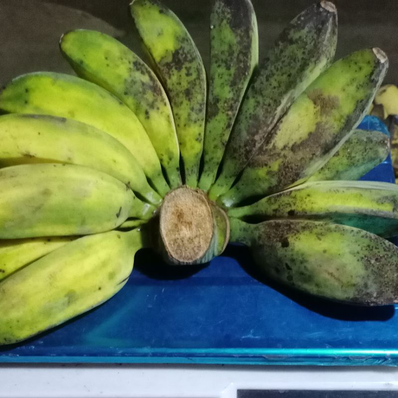 

Sarah banana