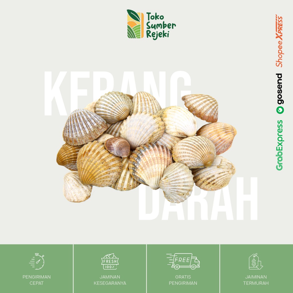 

Kerang Dara Segar - Toko Sumber Rejeki Yogyakarta