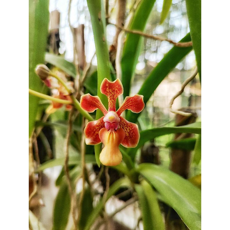 Anggrek Vanda/ (Vanda helvola x perplexa)/ Vanda Hybrid