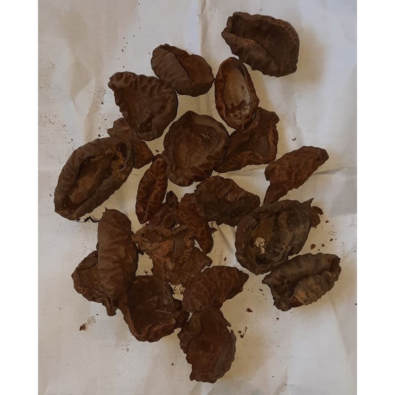 

kepu gunung / kepo gunung ( 0.5 ons / 50 gram )