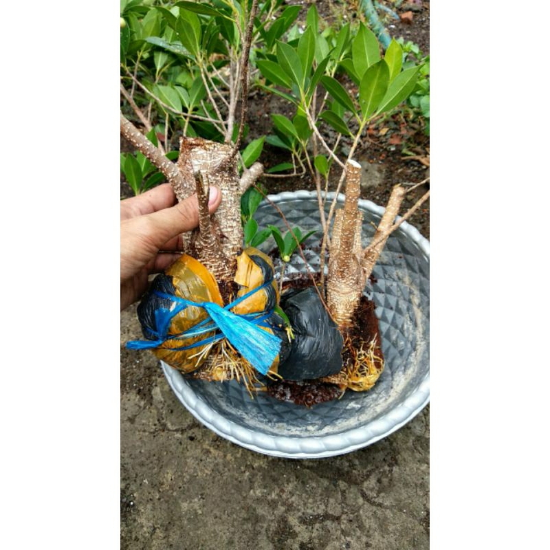 cangkokan kimeng bogel