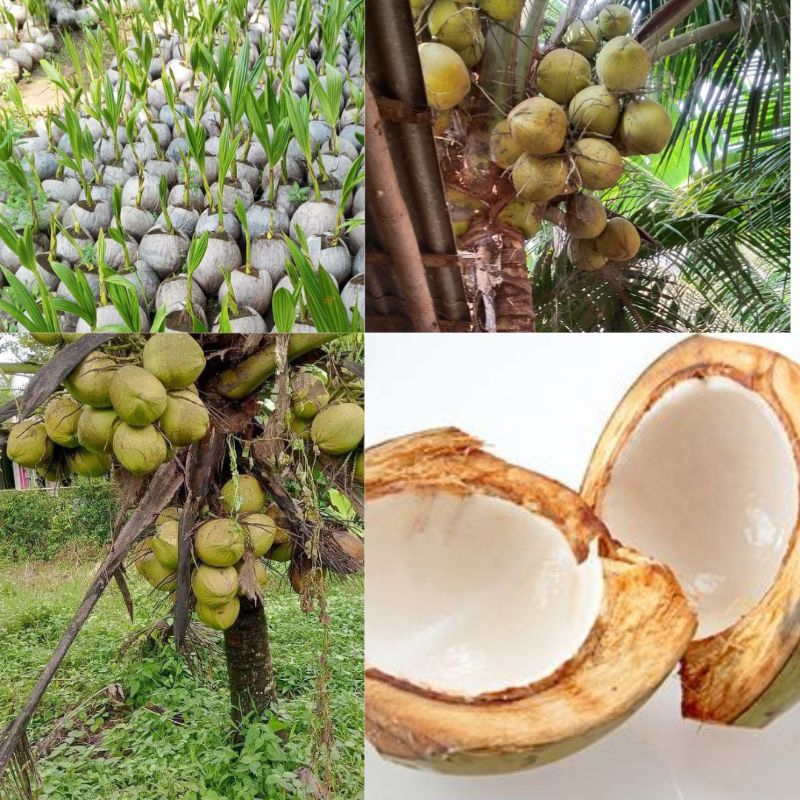 Kelapa Pokok Kelapa Hijau   ,  Pokok Kelapa Hibrida  , Kelapa Benih Kelapa Hibrida Hijau