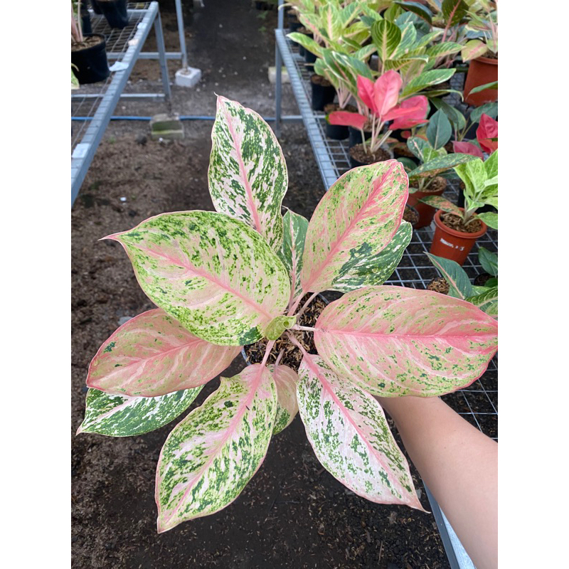 Aglaonema Bidadari
