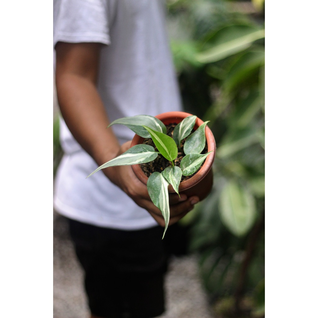 Philodendron RIo Tanaman Hias