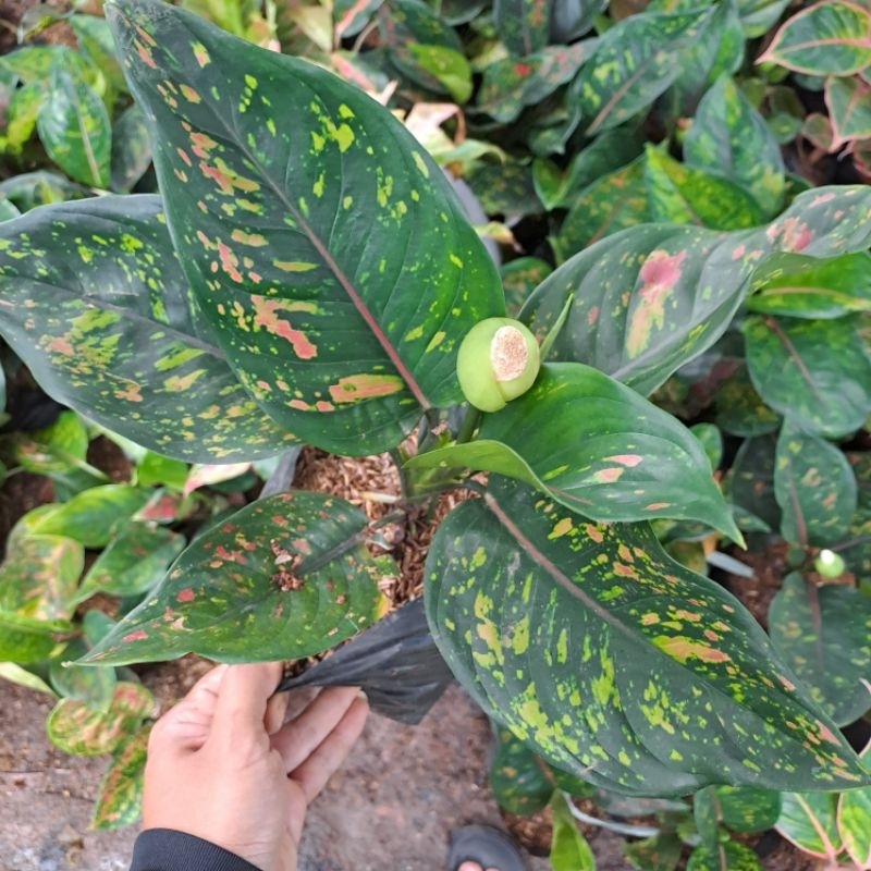 AGLONEMA HENGHENG MUTASI LARGE SIZE RIMBUN