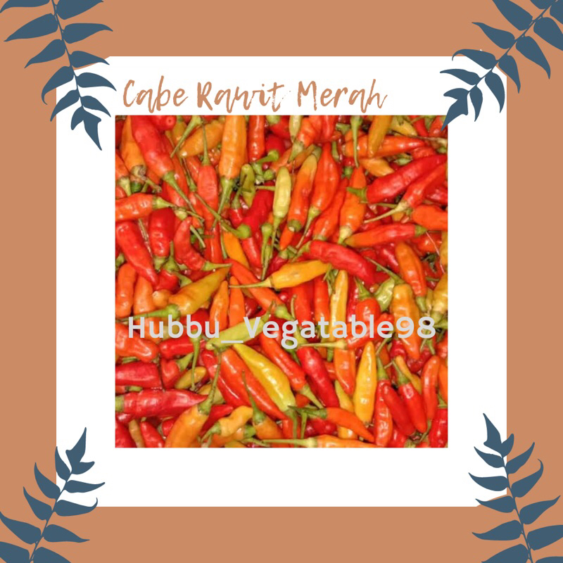 

Cabe Rawit Merah