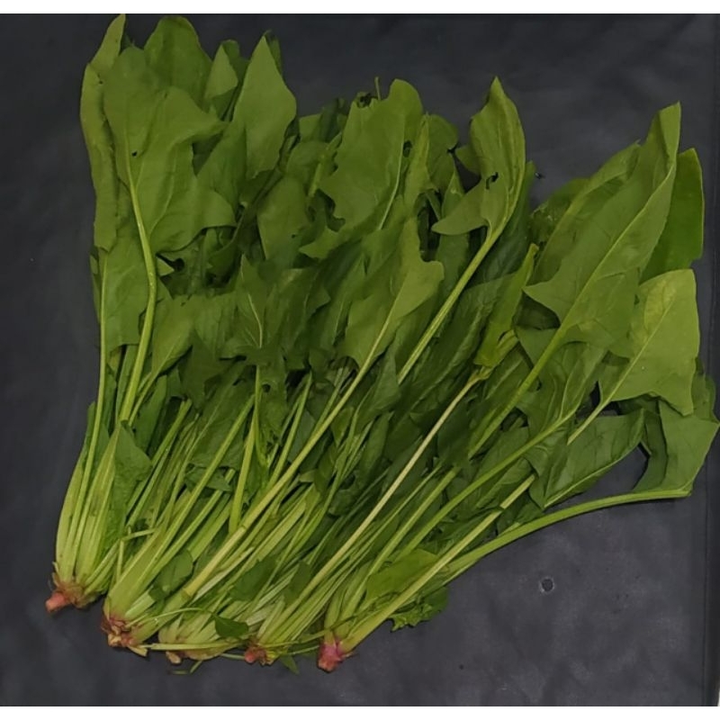 

Horenzo / Polling / Bayam Jepang