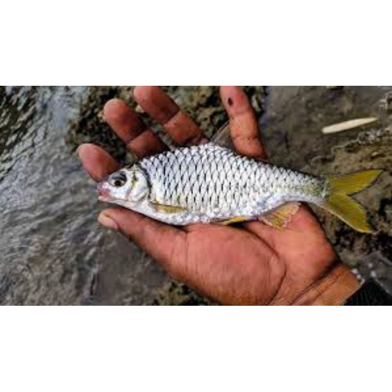 wader keprek,kepek,tawes sirip kuning