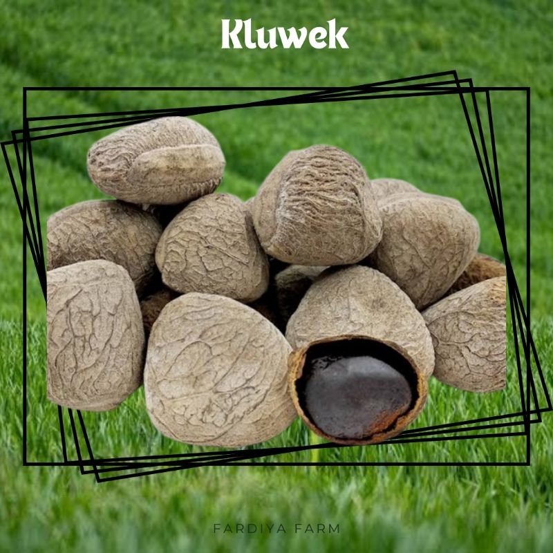 

kluwek kluak keluak segar 250gr kepayang pangi rempah bumbu masak rawon penyedap rasa