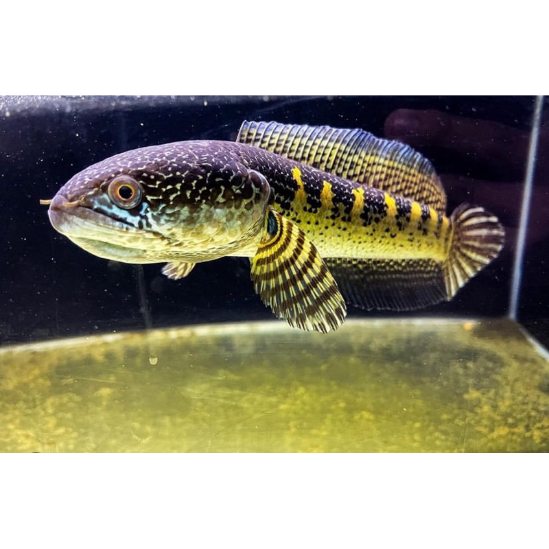 Auranti grade b corak bagus