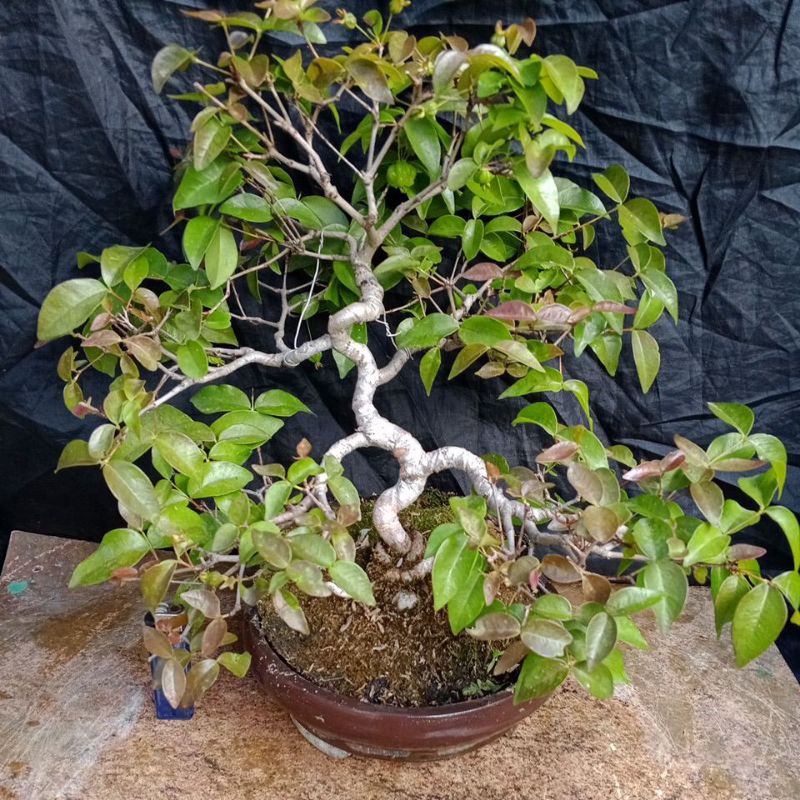 Bonsai Dewandaru Berbuah (Real pict)