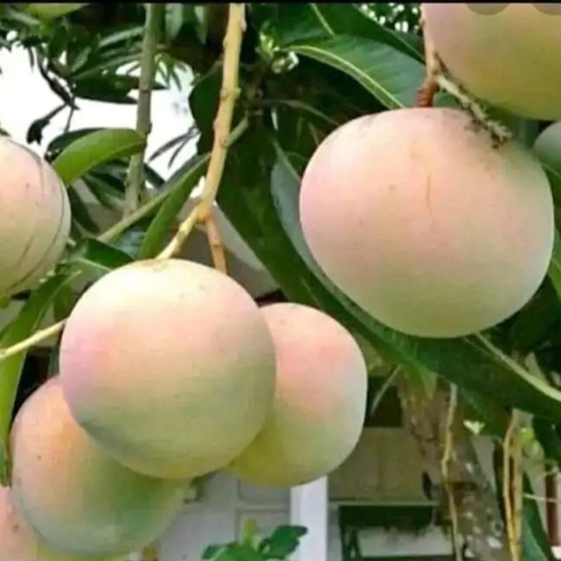 

MANGGA GEDONG APEL 5kg