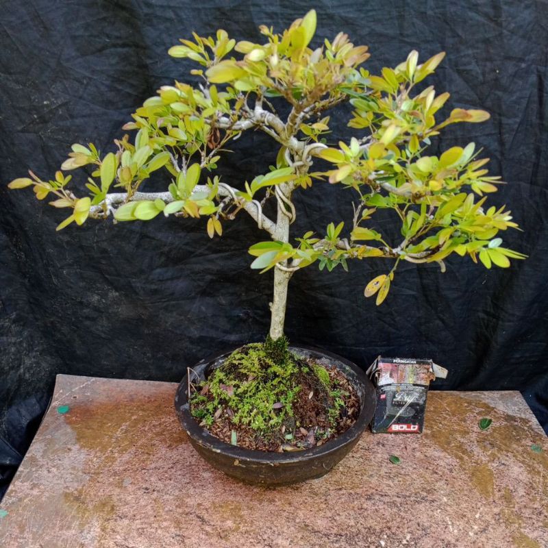 bonsai kaliandra bunga pink siap pajang(real pict)