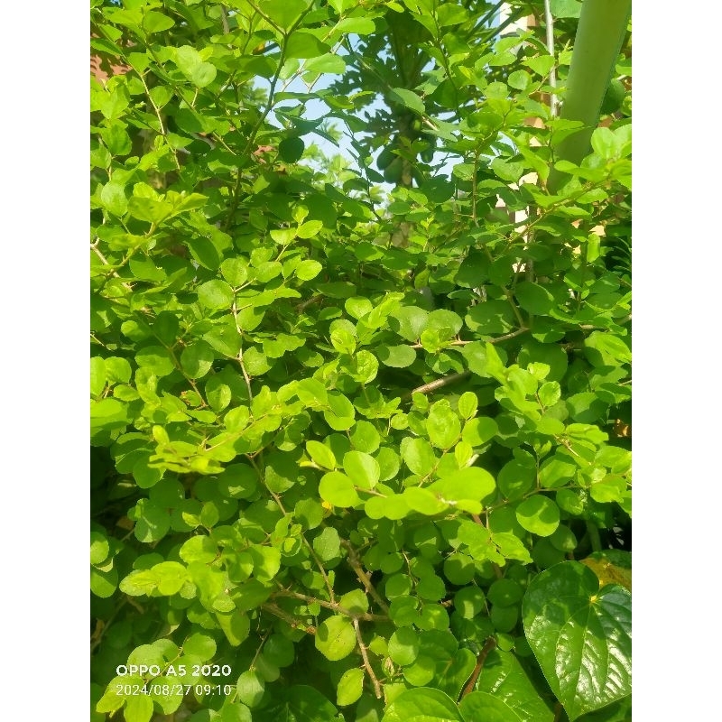 

DAUN BIDARA ARAB SEGAR 500 gram || DENGAN RANTINGNYA