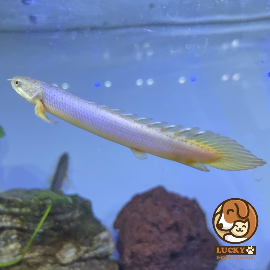 Ikan Hias Predator Air Tawar Aquascape Naga Mas Palmas Gold Senegalus