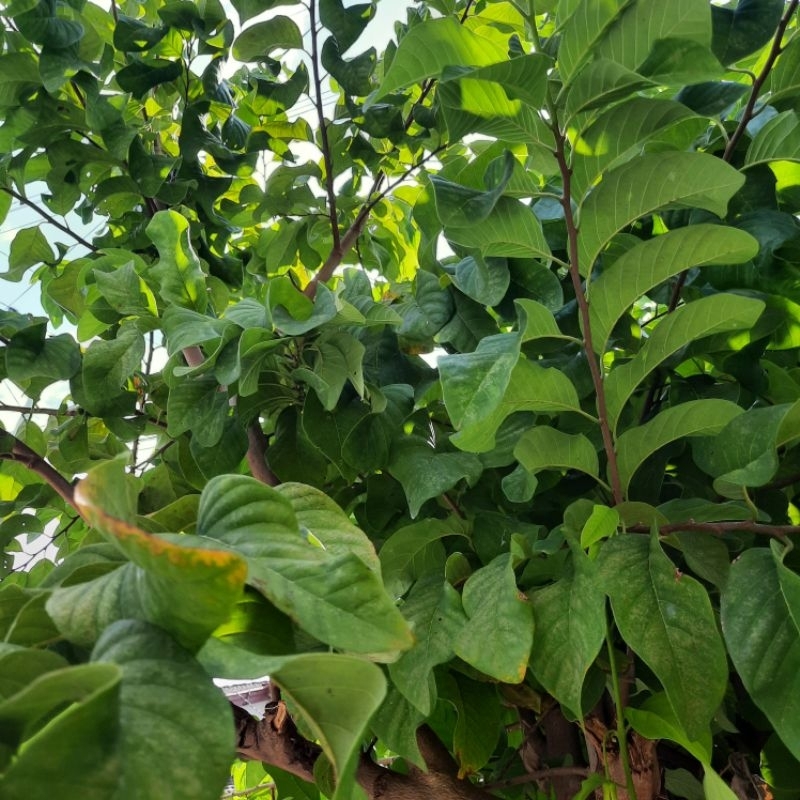 

daun sirsak direbus alami fresh banyak manfaat solo sehat